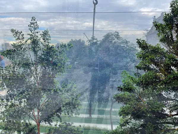 Стеклянный лес