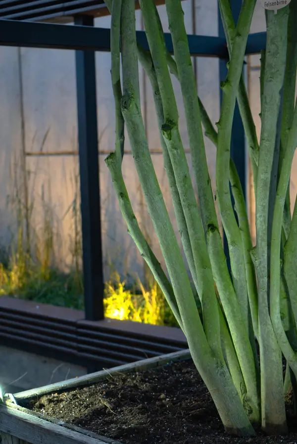 Архитектура природы