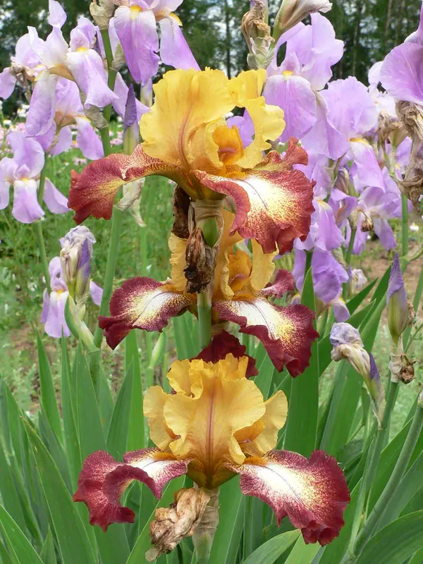 Питомник растений УОПЭЦ МГУ