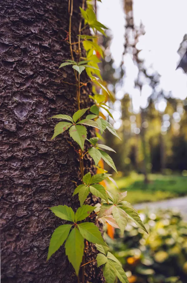 Архитектурное Решение в Пейзажном Стиле