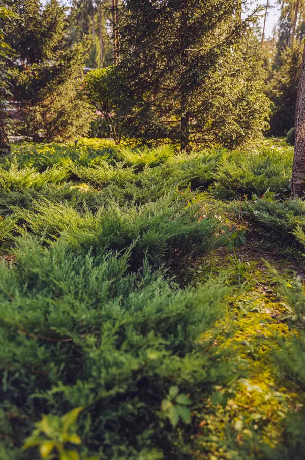 Архитектурное Решение в Пейзажном Стиле