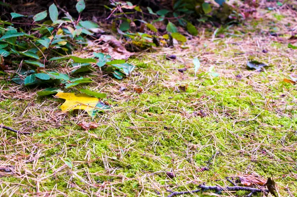 Баковка, 2018 г.