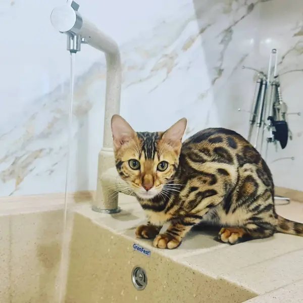 Уютная угловая кухня с фасадами под дерево и серыми матовыми фасадами