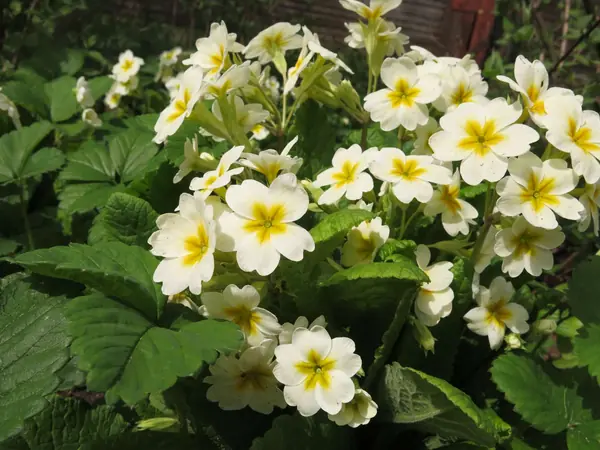 ТЕПЛЫШКО МОЕ. ВЕСНА.