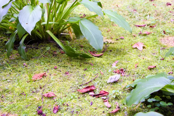 Баковка, 2018 г.