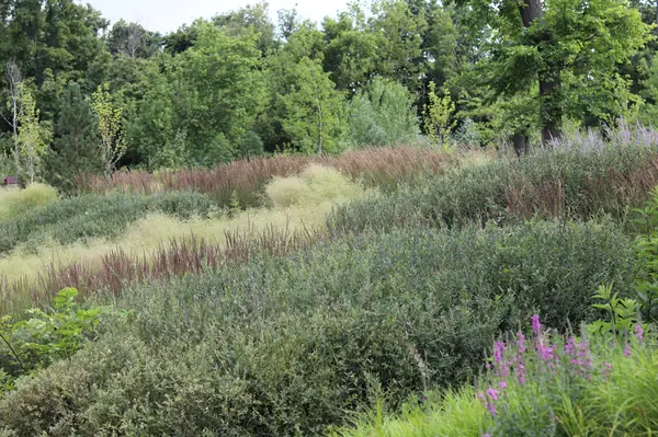 WB Берег пруда (май,июнь)