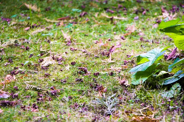 Баковка, 2018 г.