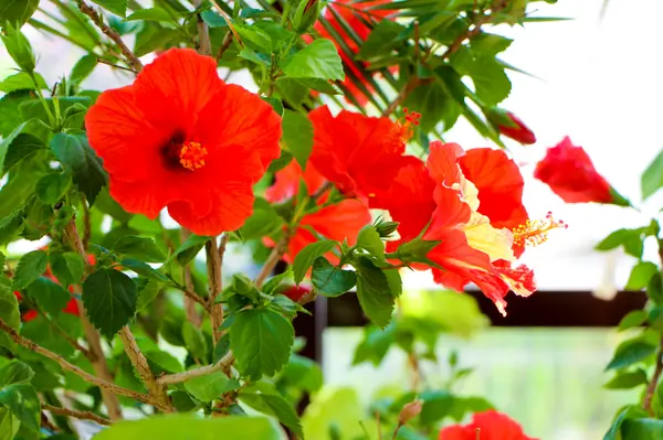 Тарасовка, зимний сад, 2012-2013 гг.