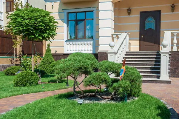 Бонсай из сосны