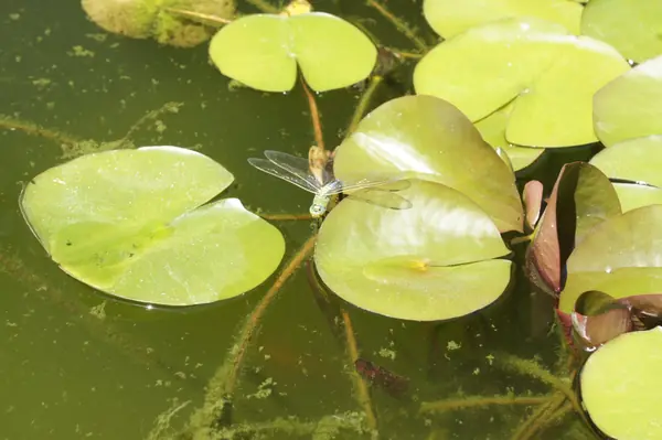 Реконструкция жилого дома в Таганроге