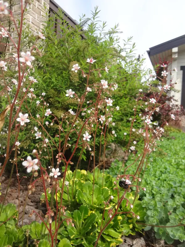 Сосновый бор