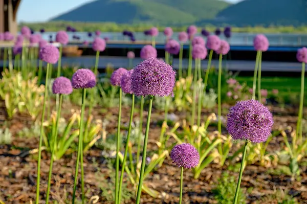 Луки в саду