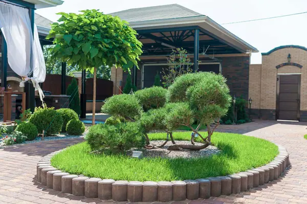 Бонсай из сосны