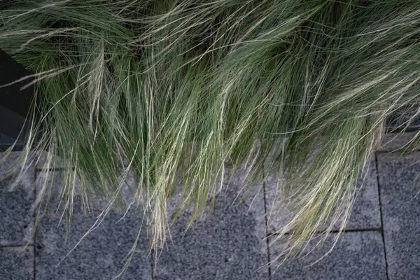 Архитектура природы