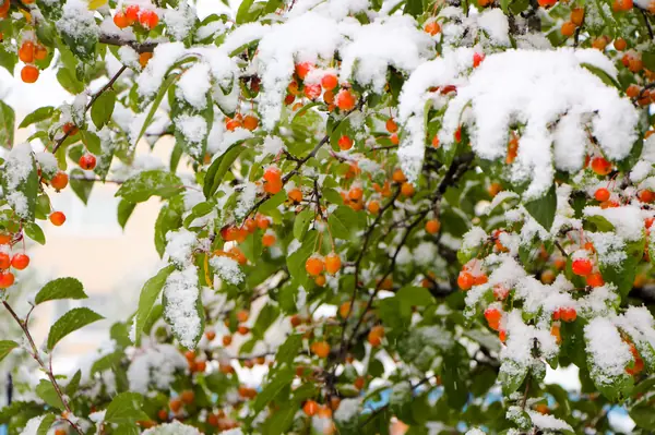 Новые Вешки