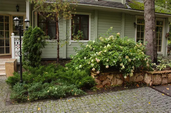 Цветник с гортензией  отделен от мощения из гранитной брусчатки подпорной стенко