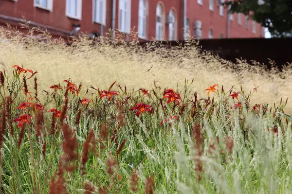 Цветник у памятника А.П.Платонову