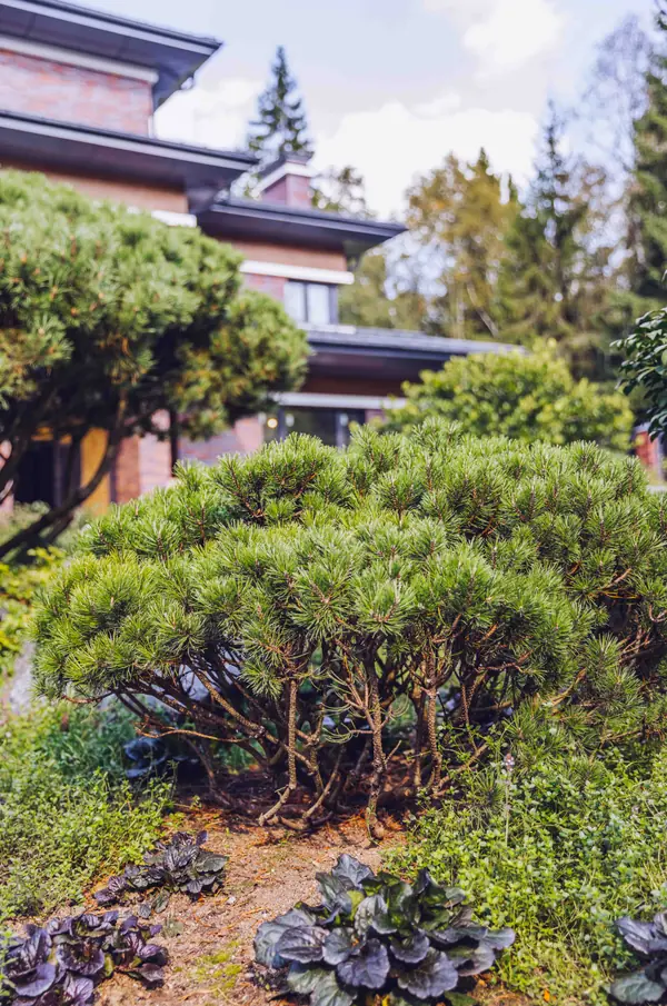 Архитектурное Решение в Пейзажном Стиле