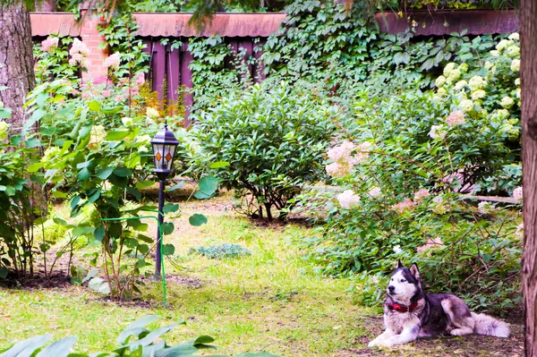 Баковка, 2018 г.