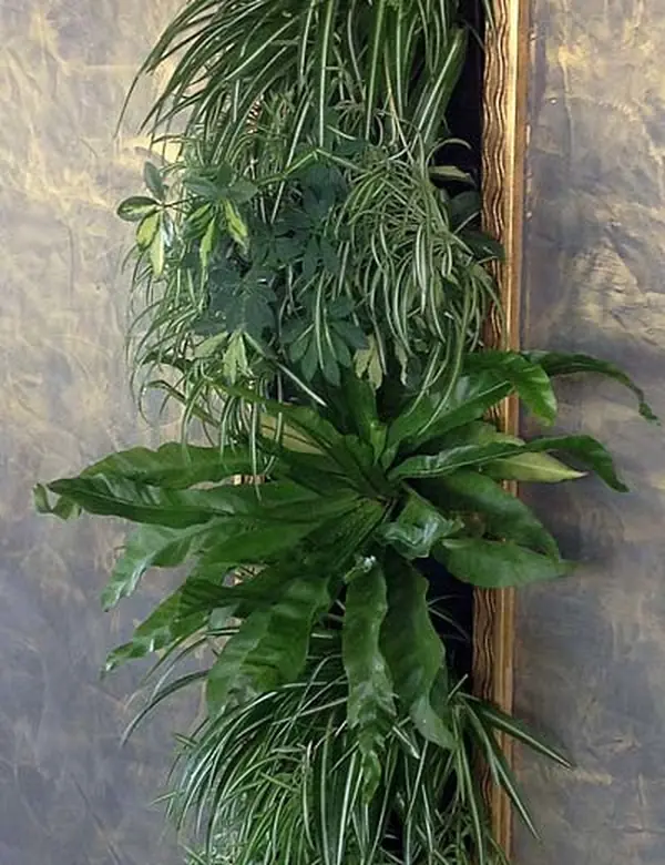 Фитодизайн интерьера