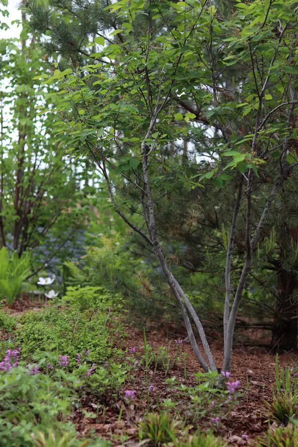 Русский лес