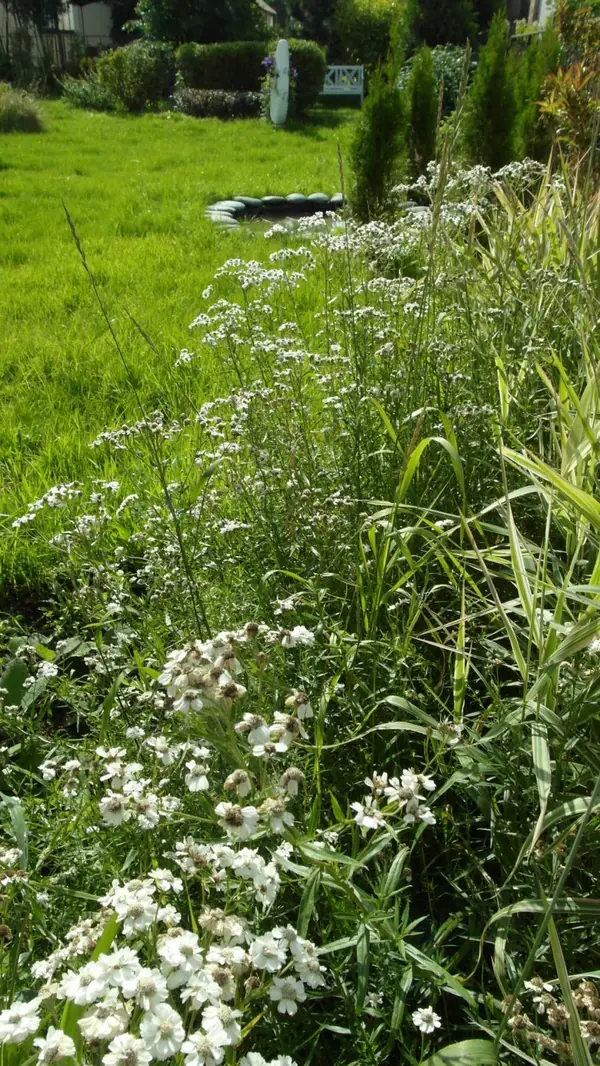 Цветники в природном стиле