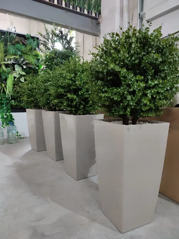 Растения для офисного пространства