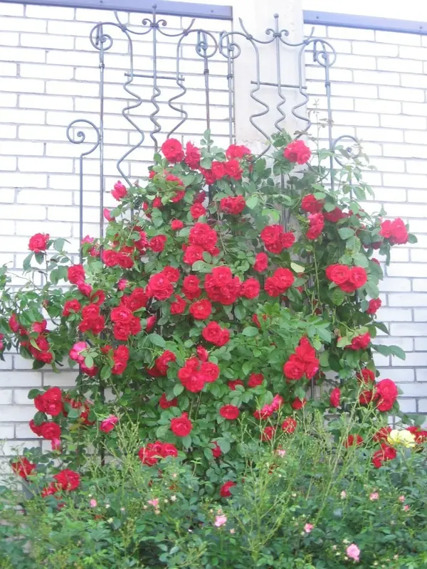 Участок в Парголово