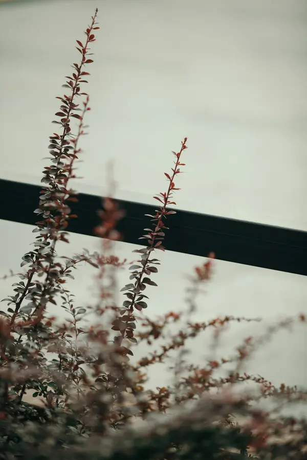 Архитектура природы