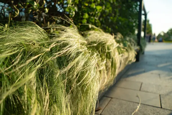 Архитектура природы