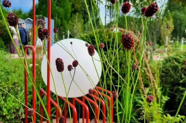 Выставочный сад на фестивале в Царицыне "Видение розы"