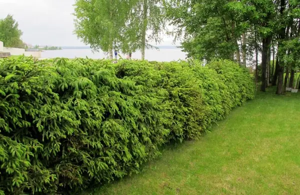 Живая изгородь