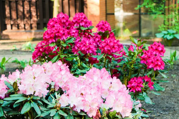 Баковка, 2018 г.