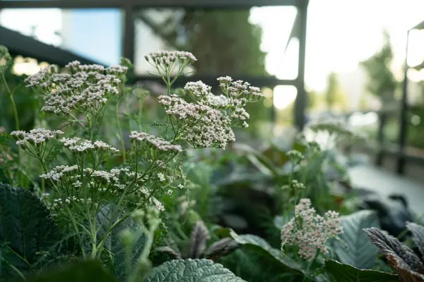 Архитектура природы