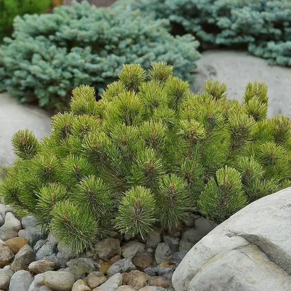 Проект 3. Скандинавский