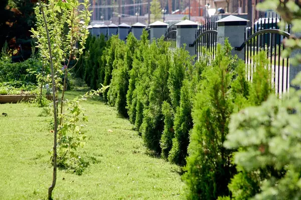 Рощинский сад с камнем в терассе