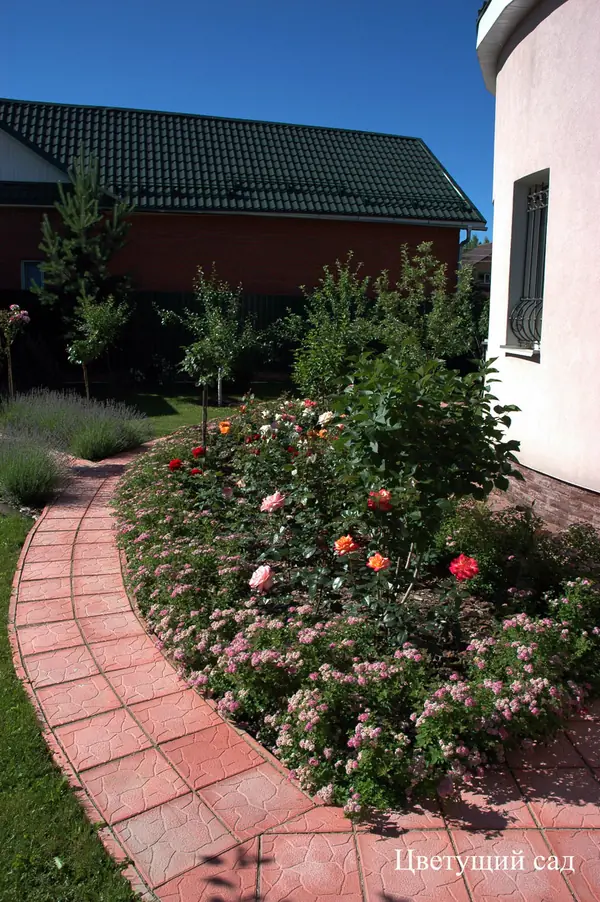 Розарий с бордюром из спиреи