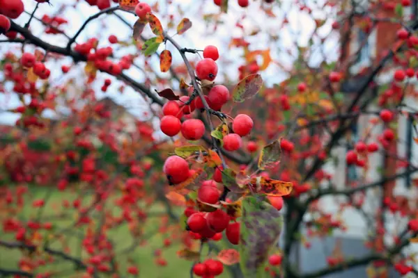 Тихая роскошь