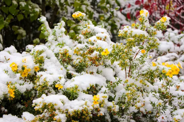 Новые Вешки