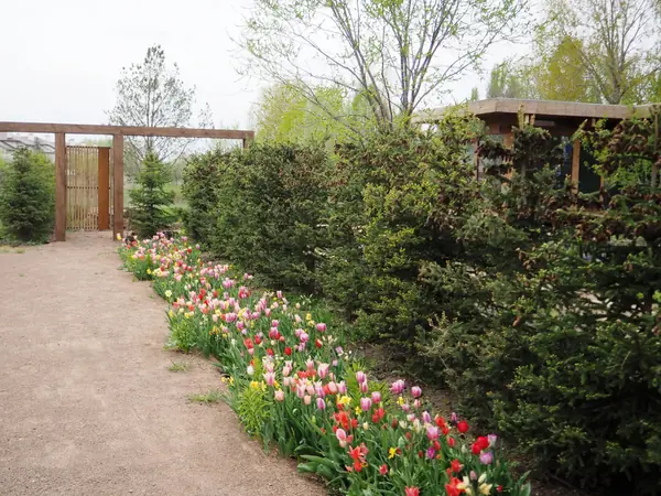 Весенний сад