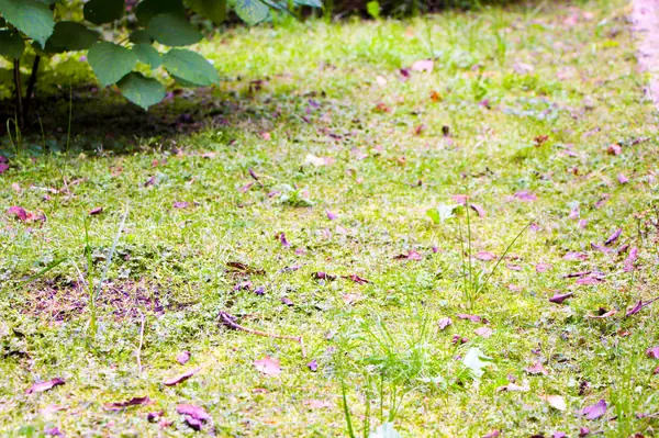 Баковка, 2018 г.