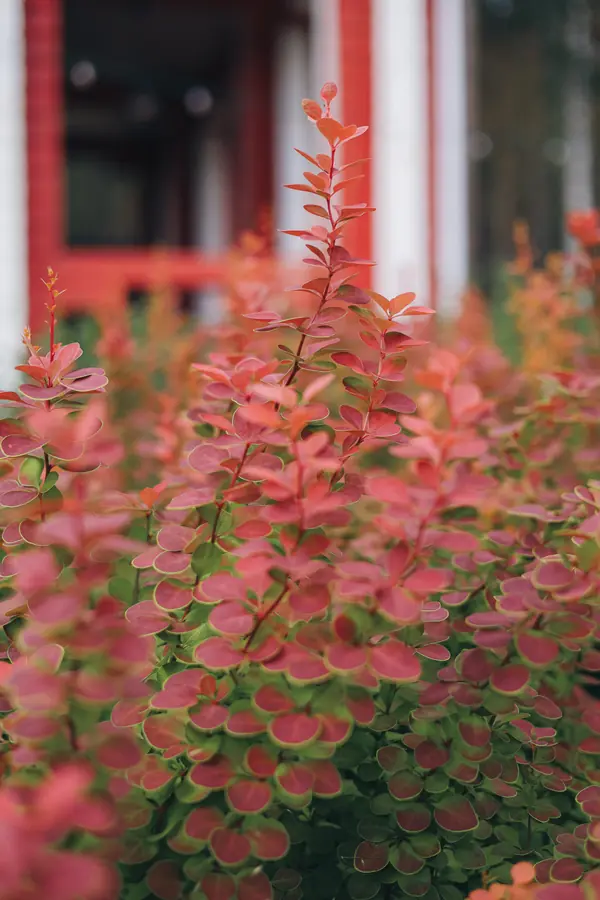 50 оттенков красного