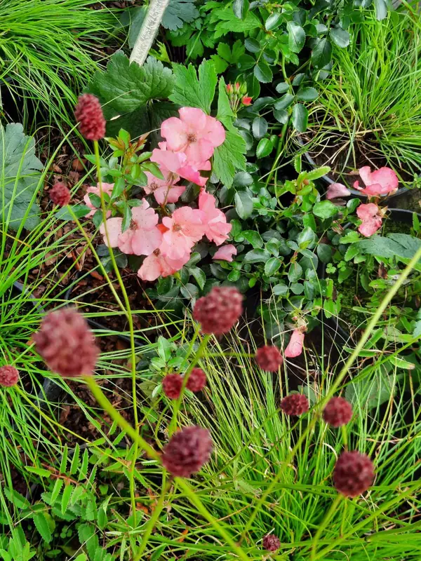 Выставочный сад на фестивале в Царицыне "Видение розы"