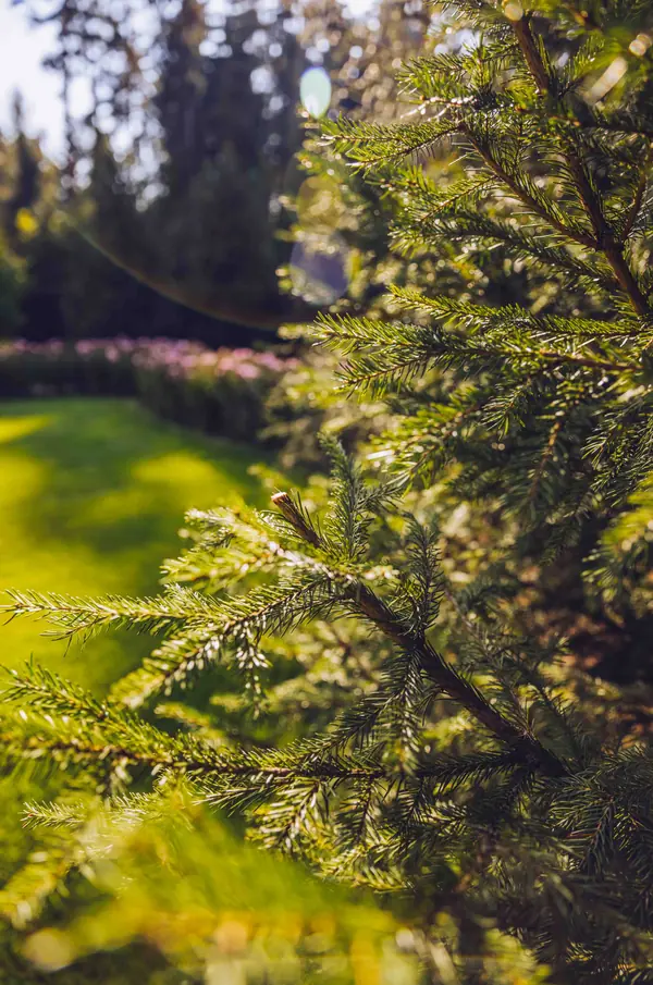 Архитектурное Решение в Пейзажном Стиле