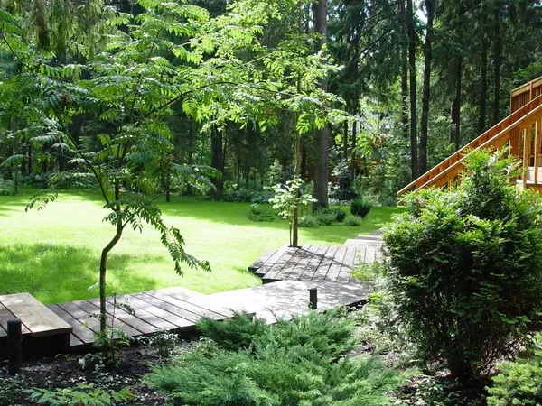 Сад на лесном участке