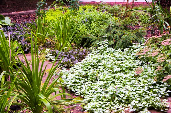 Баковка, 2018 г.