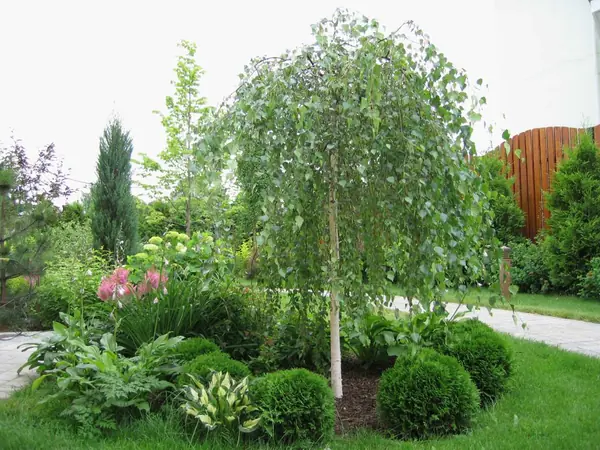 Озеленение небольшого участка