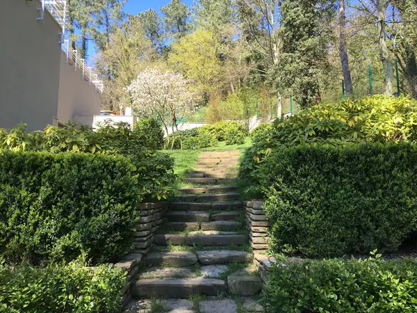 Зеленая роща