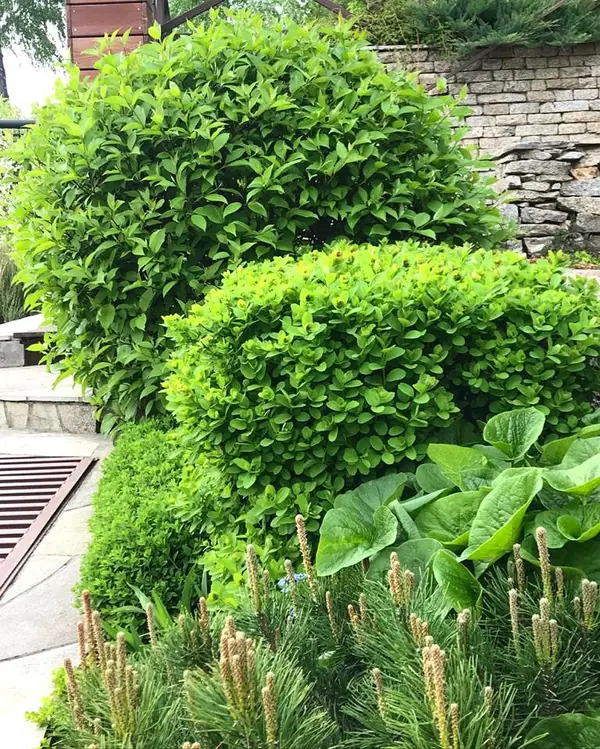 Сад пяти комнат