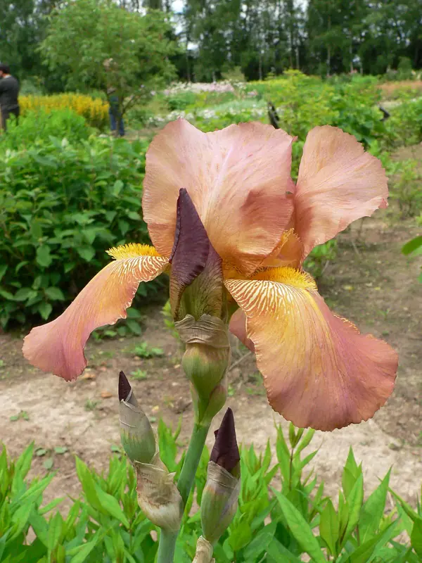 Питомник растений УОПЭЦ МГУ